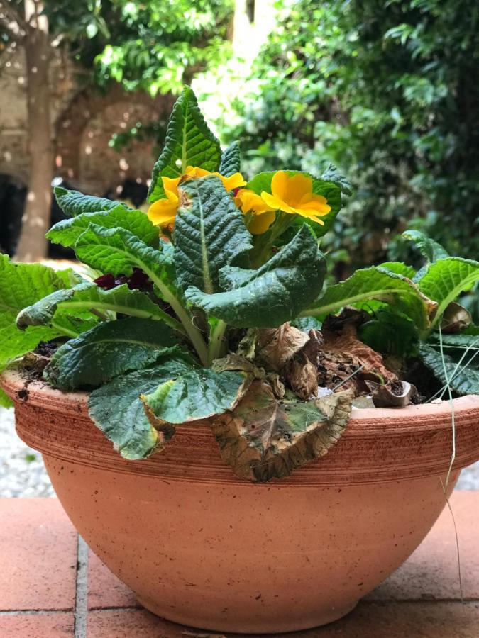 Hostly - Garden House Near The Tower - Historical House With Private Garden Apartment Pisa Luaran gambar